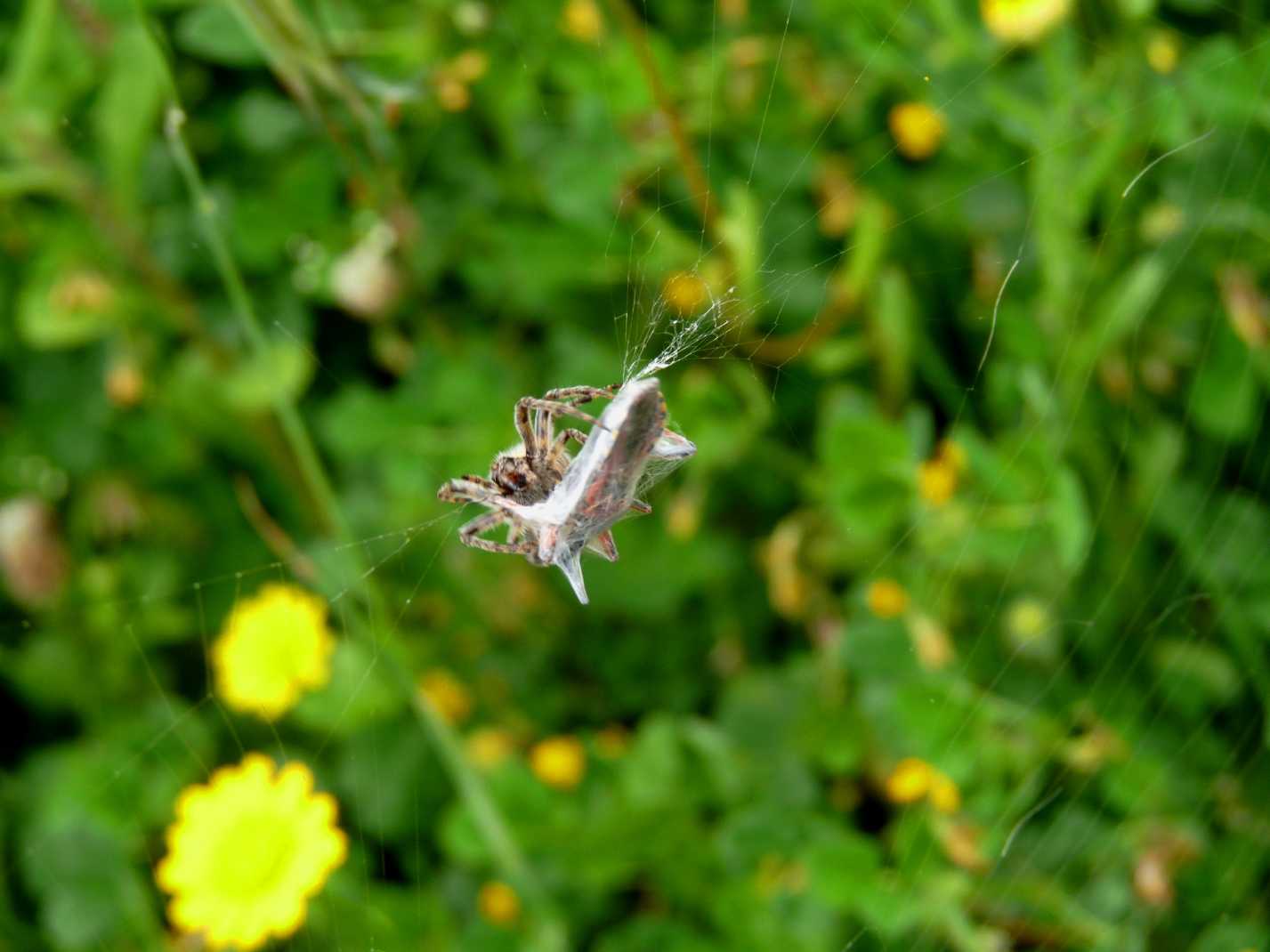 Agalenatea redii cattura Rhinocoris erythropus